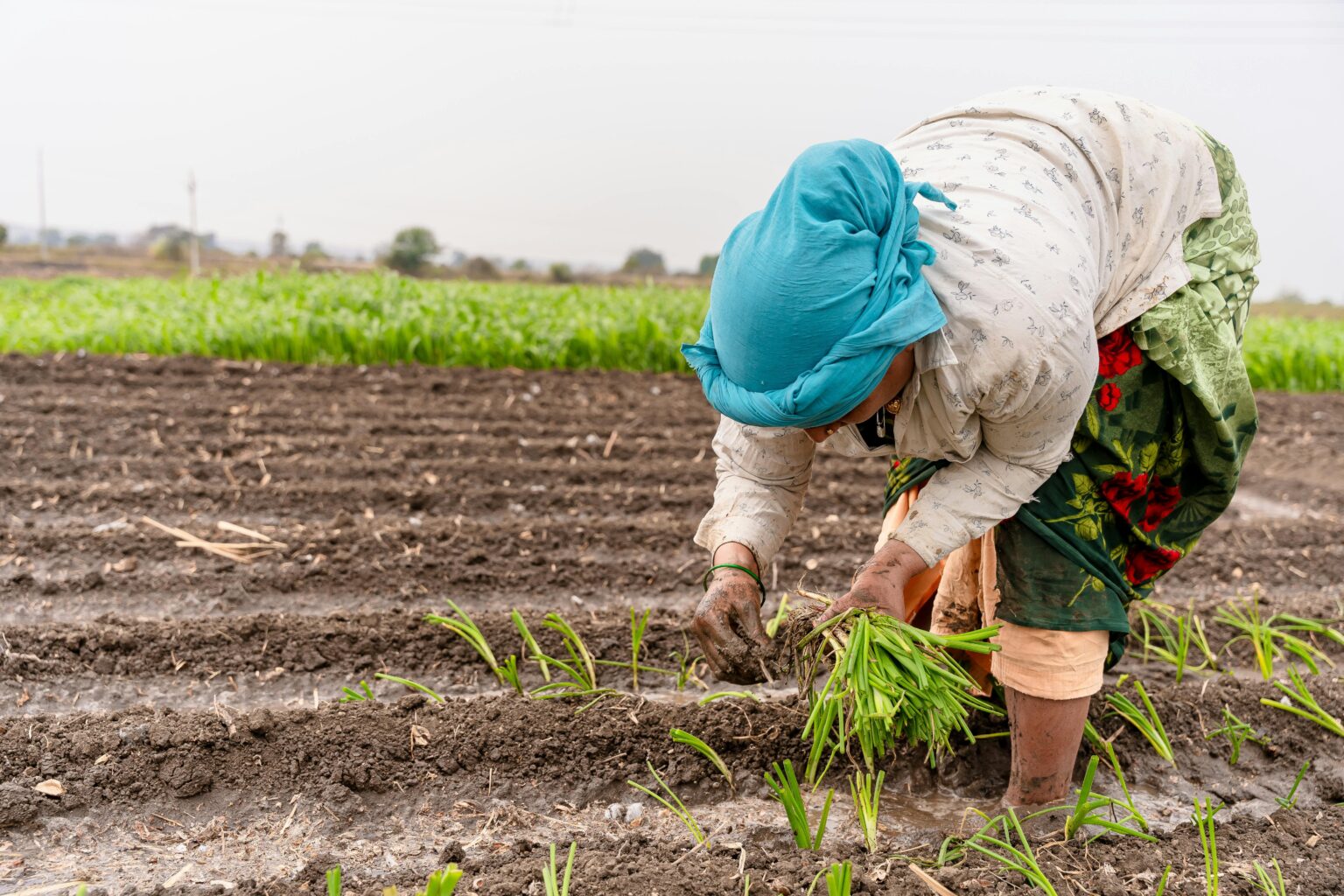 pexels-equalstock-20456589