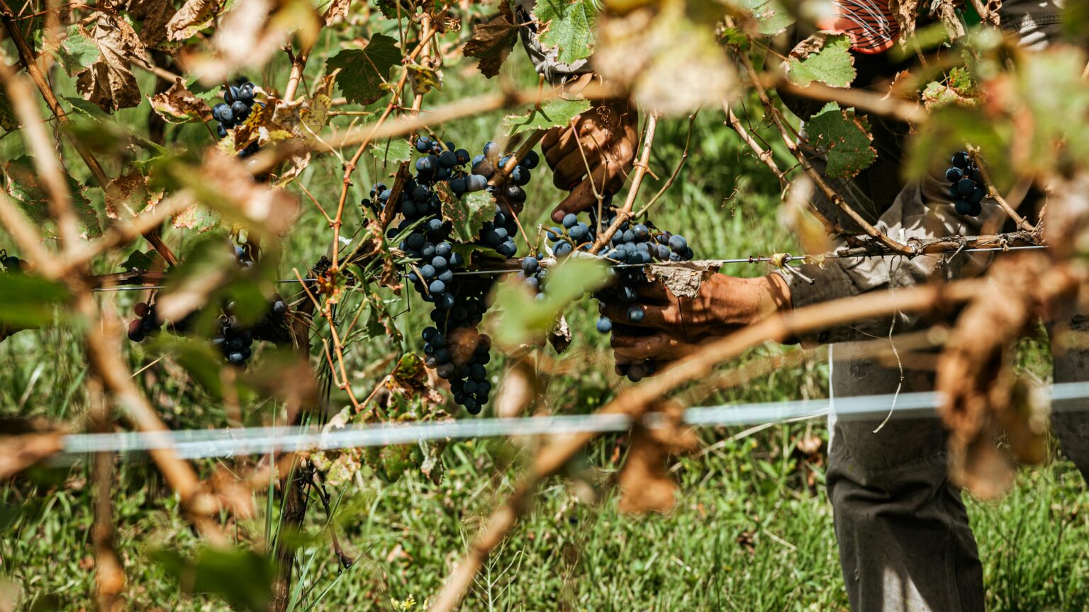 pexels-gonzalo-acuna-166058093-10922976